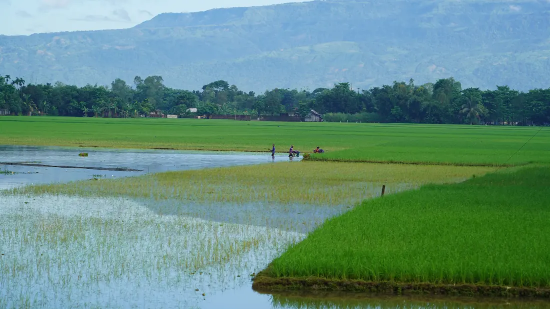 A flooded field of green shoots
