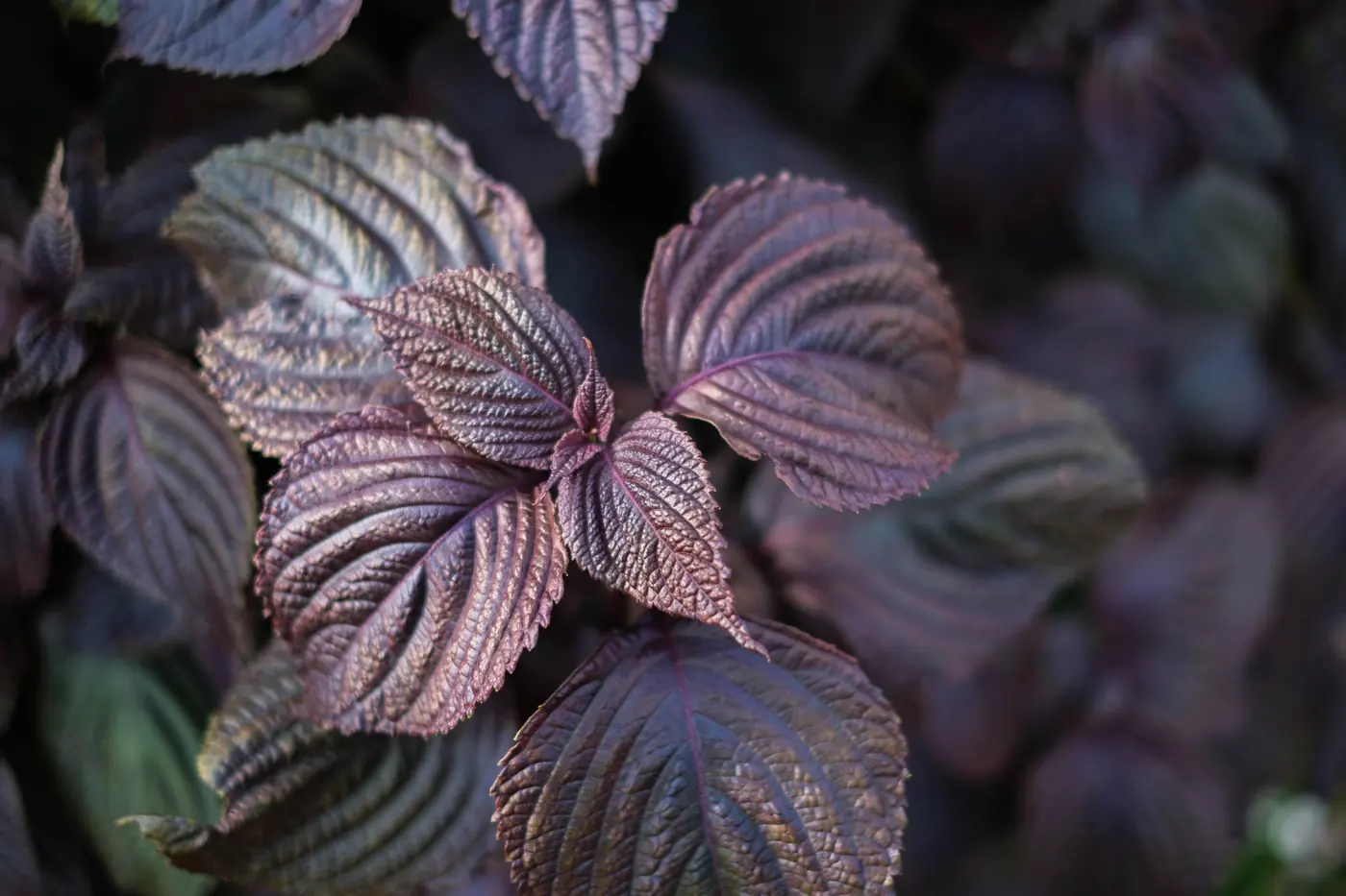 Purple perilla leaves