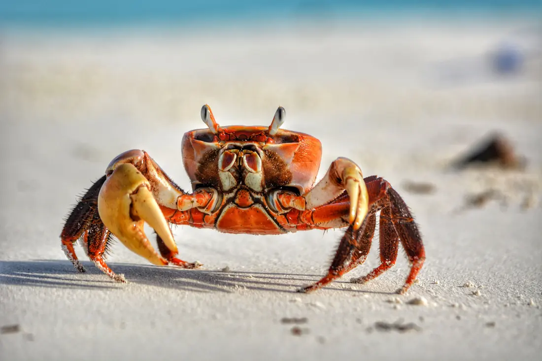 A crab on wet sand