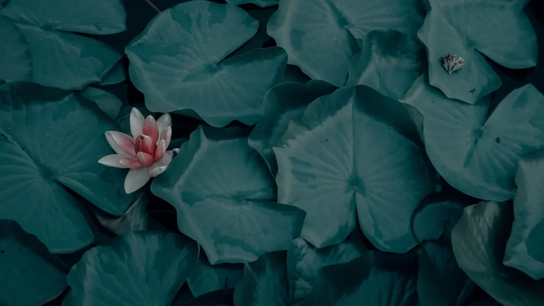 A lotus flower on water