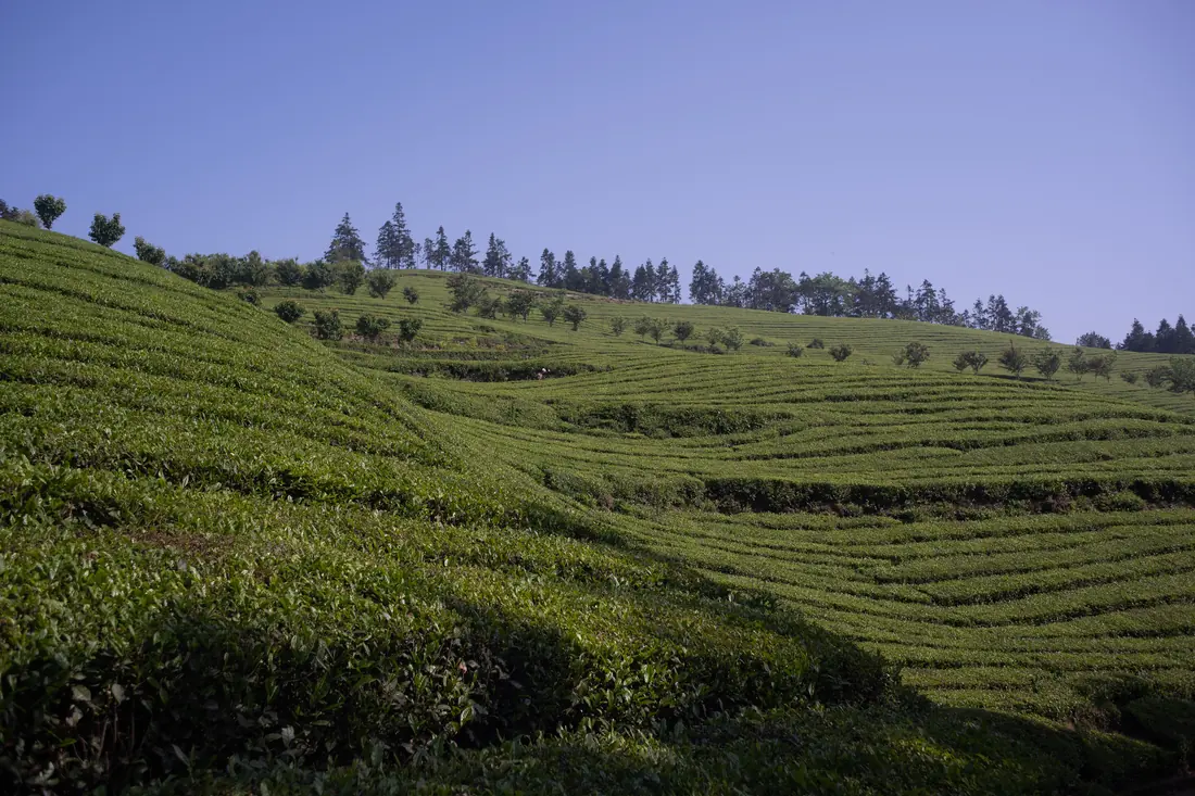 A tea plantation on a hillside