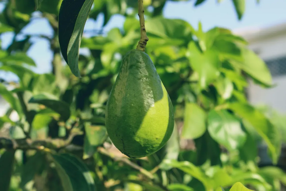 An avocado ripening on the tree