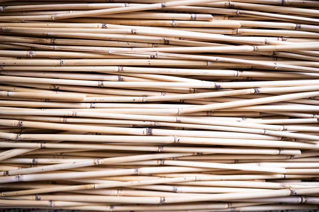Bamboo canes lying side by side