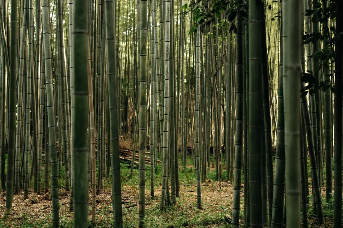 Bamboo growing in a grove