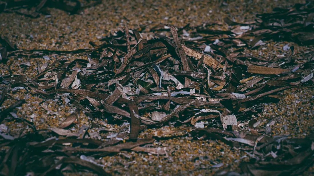 A dense mass of dark seaweed