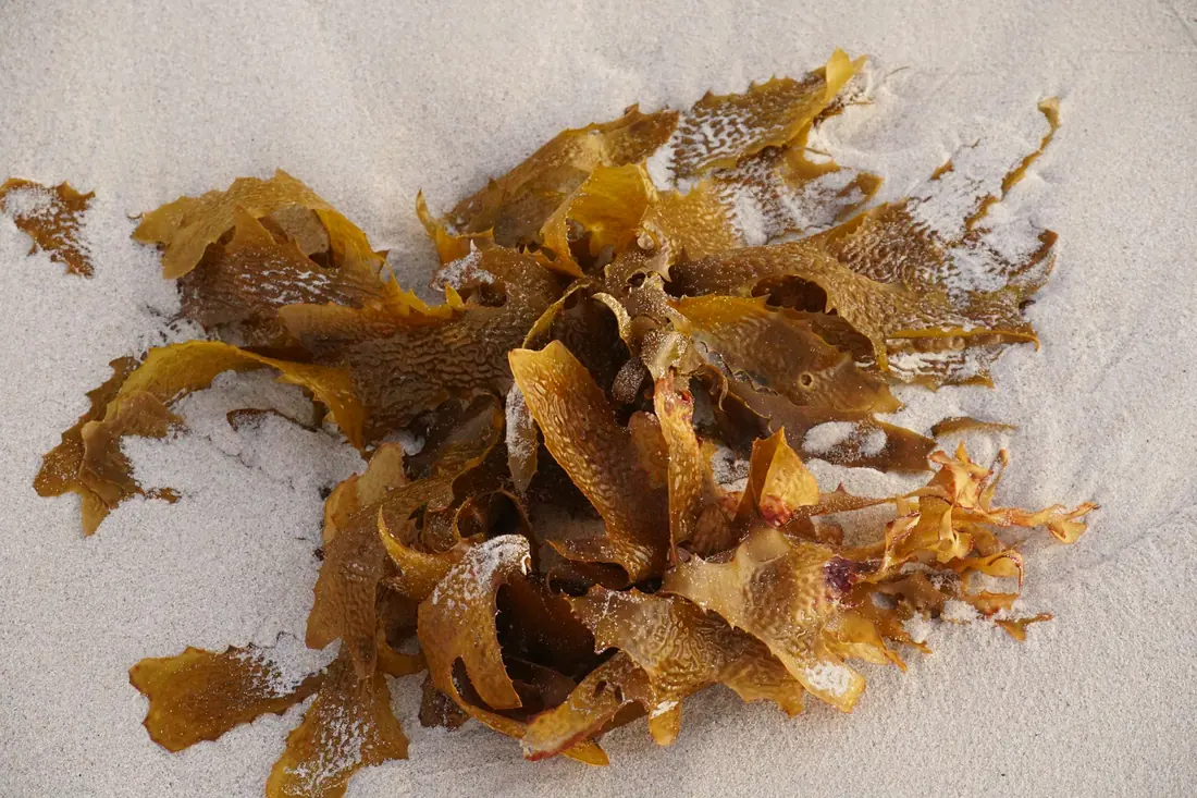 Dried seaweed spread out to dry