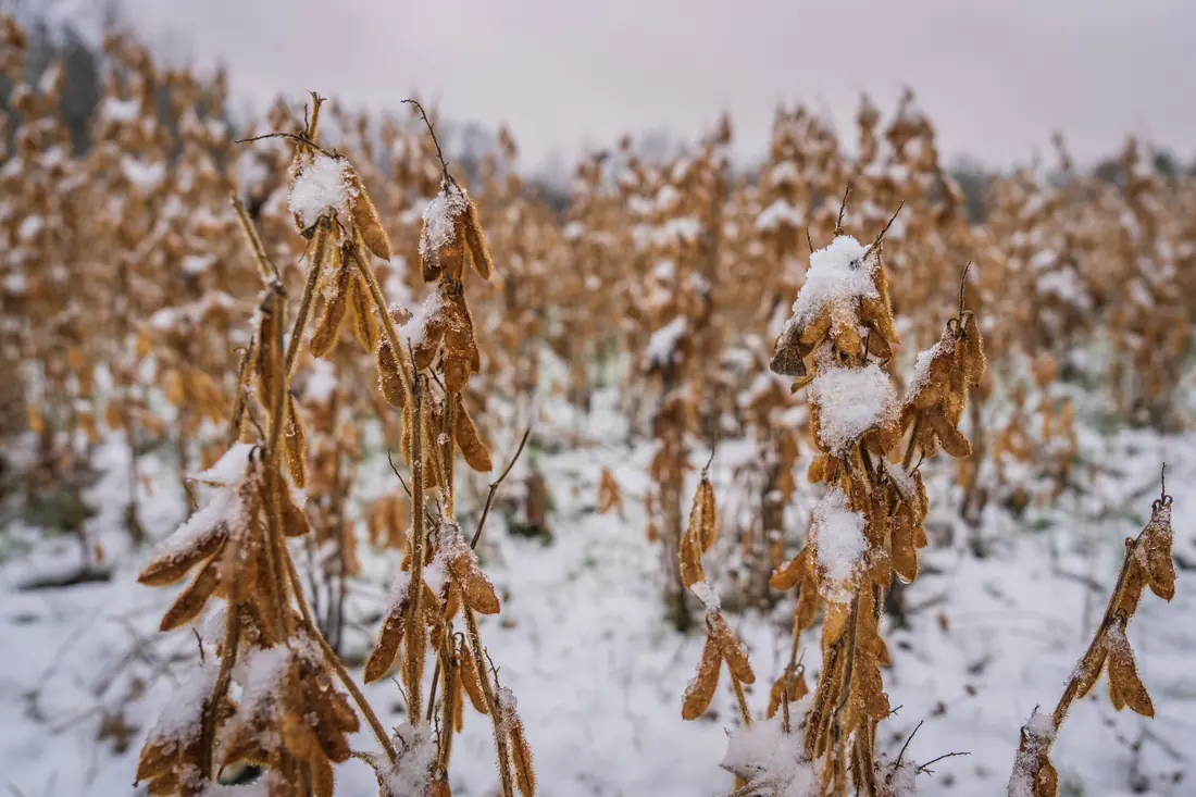 Soybean plants in a winter field