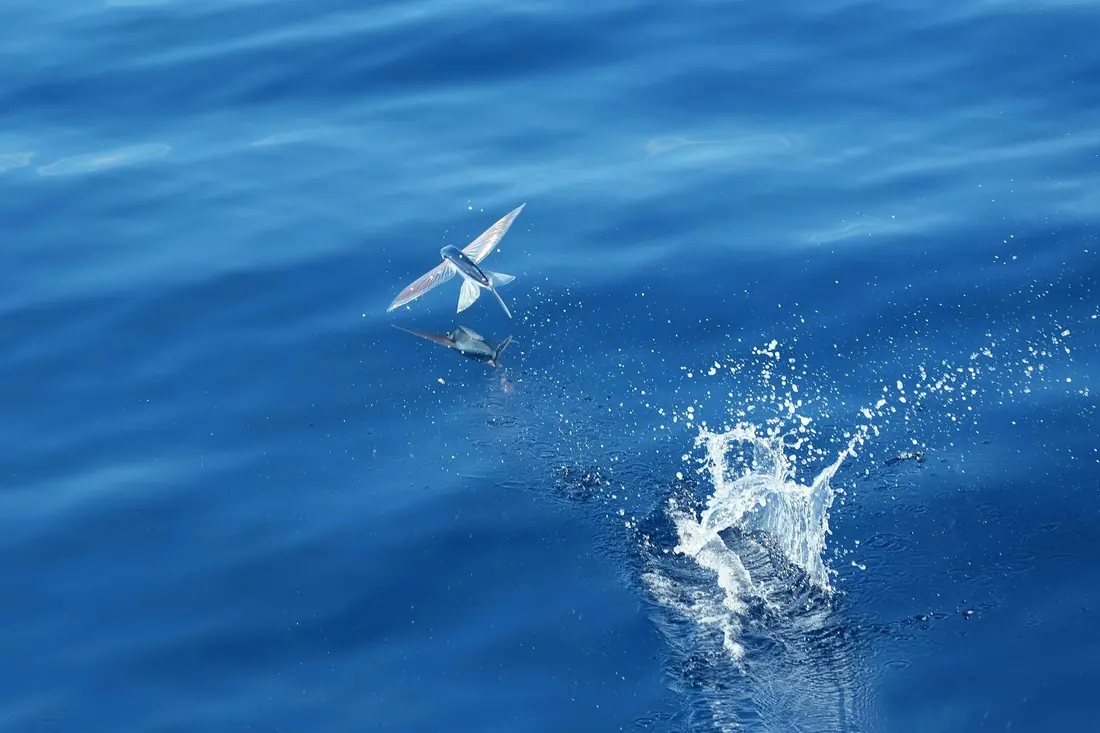 A flying fish above the surface of the sea