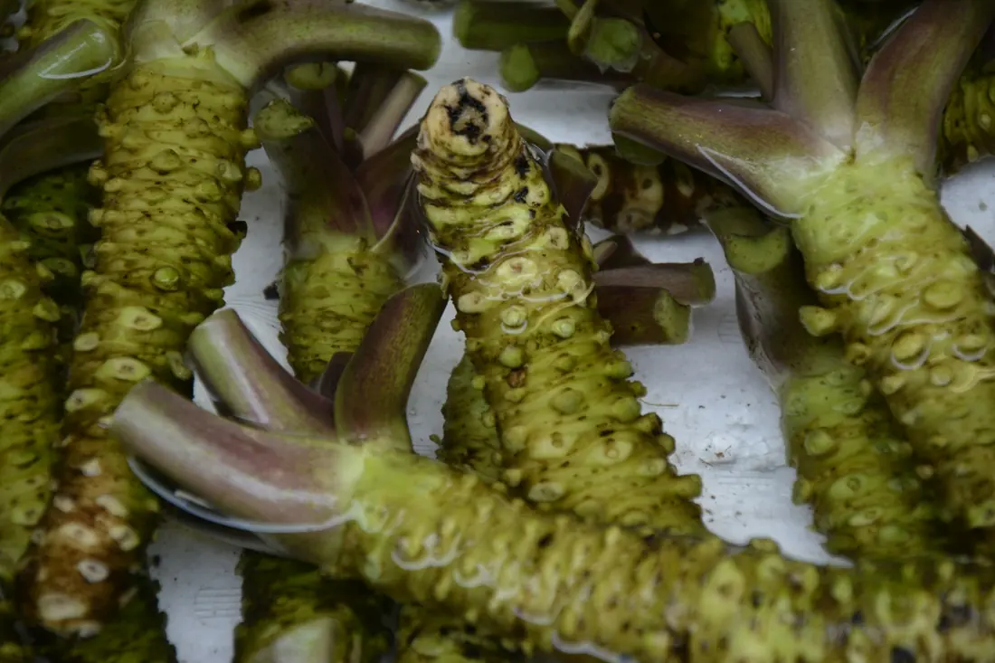 Fresh wasabi rhizomes growing