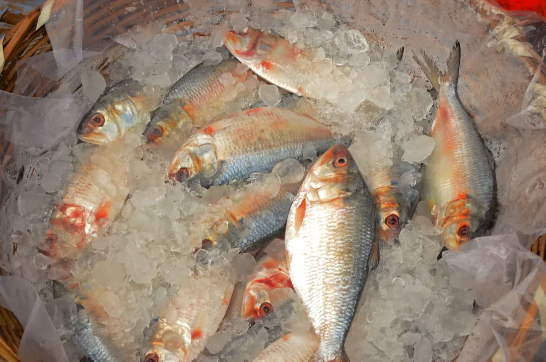 Whole fish packed in ice