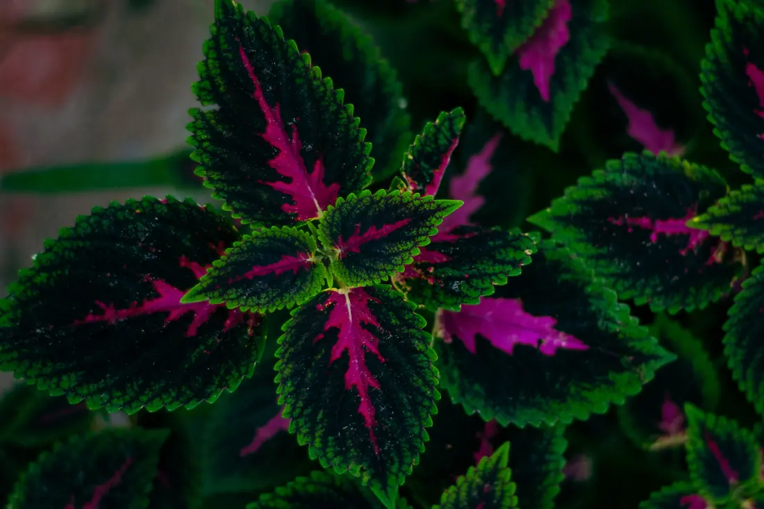 Leaves of a mint-family plant
