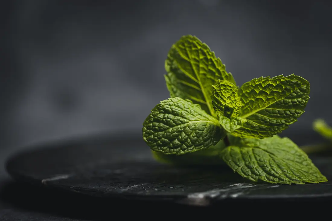 Mint leaves on a dark surface