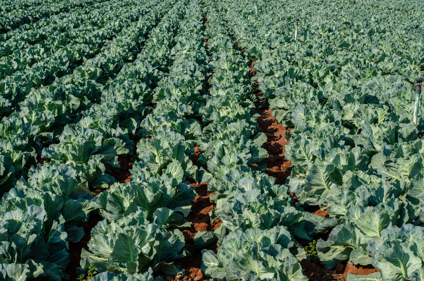 Leafy green cabbage plants