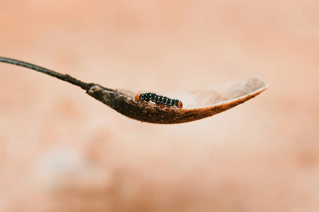 A spoonful of dark fermented paste