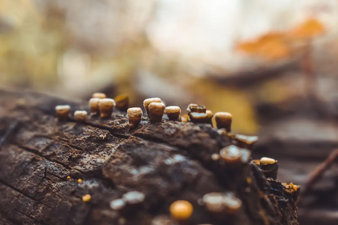Small mushrooms growing on a fallen log