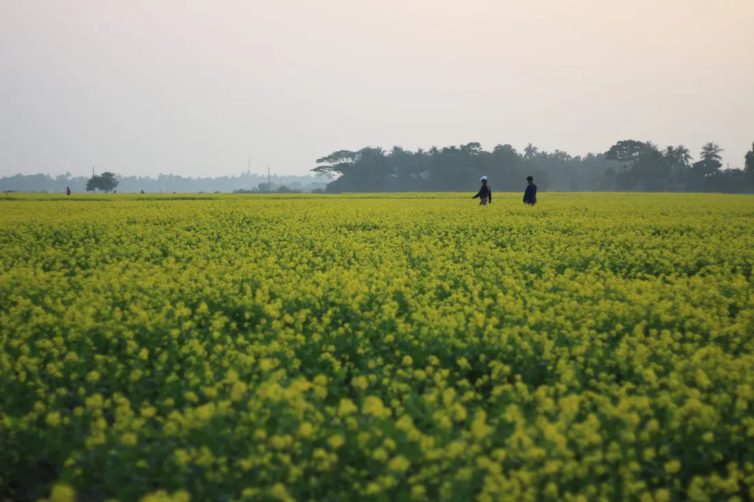 Mustard flowers in a field