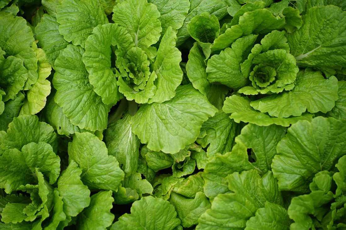 Broad pale-stemmed cabbage leaves
