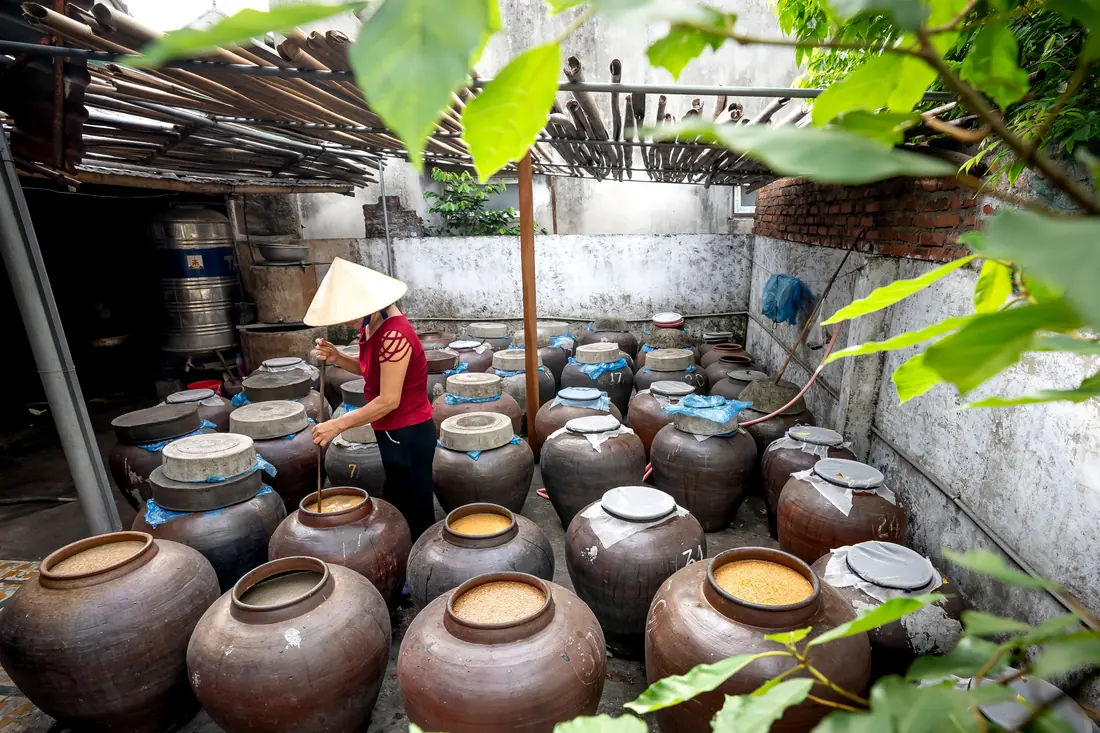 Rows of fermenting crocks