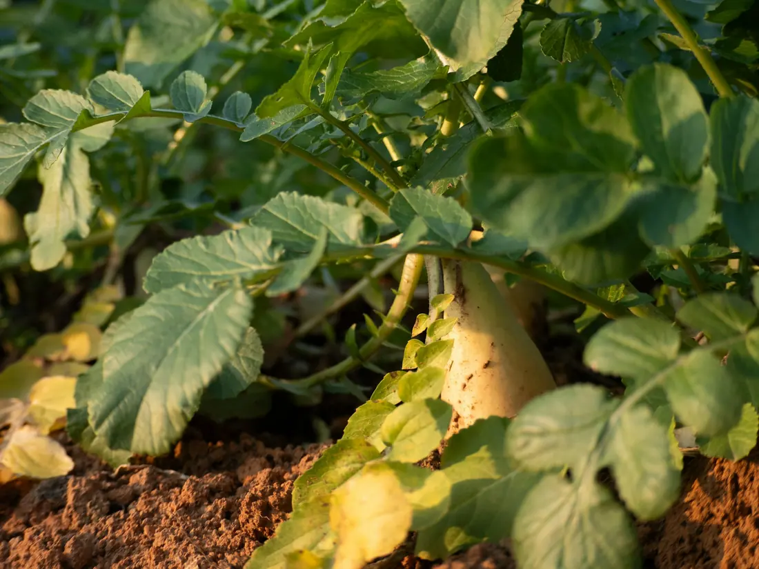 A white root vegetable growing in the ground