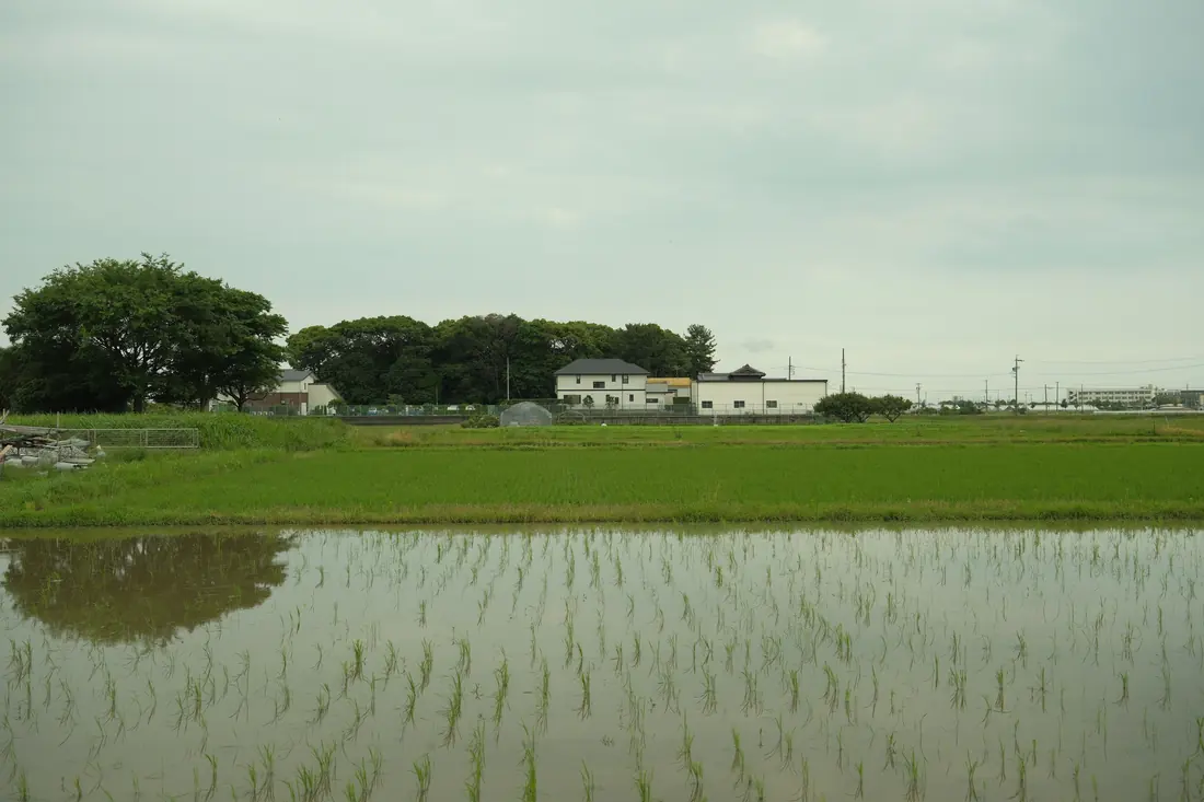 A flooded rice paddy