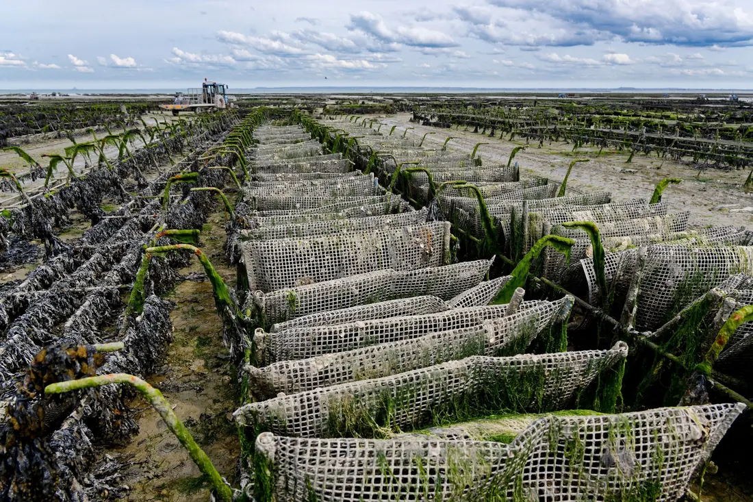 Aquaculture nets on a tidal flat