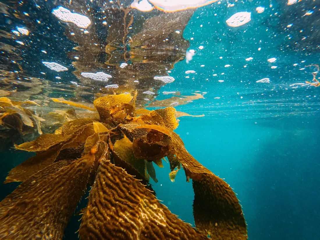 Kelp growing underwater