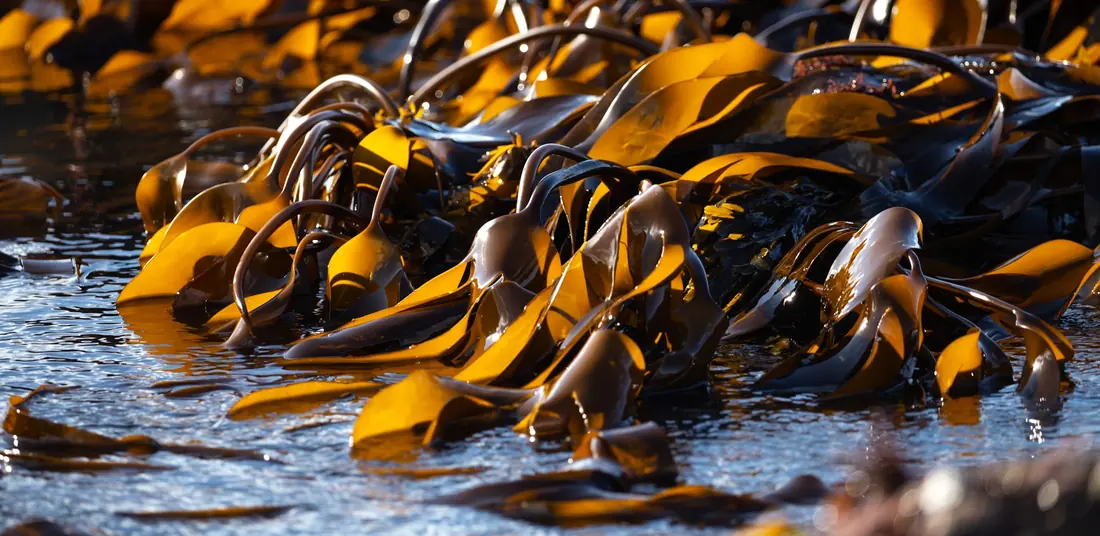 Brown kelp at the water's edge