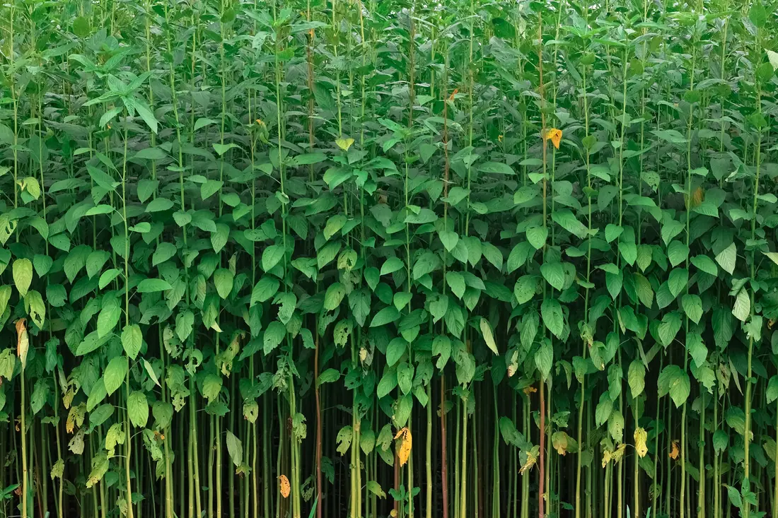 Sesame plants in a field