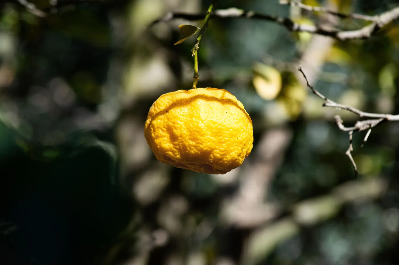 A knobbly yellow citrus still on the tree