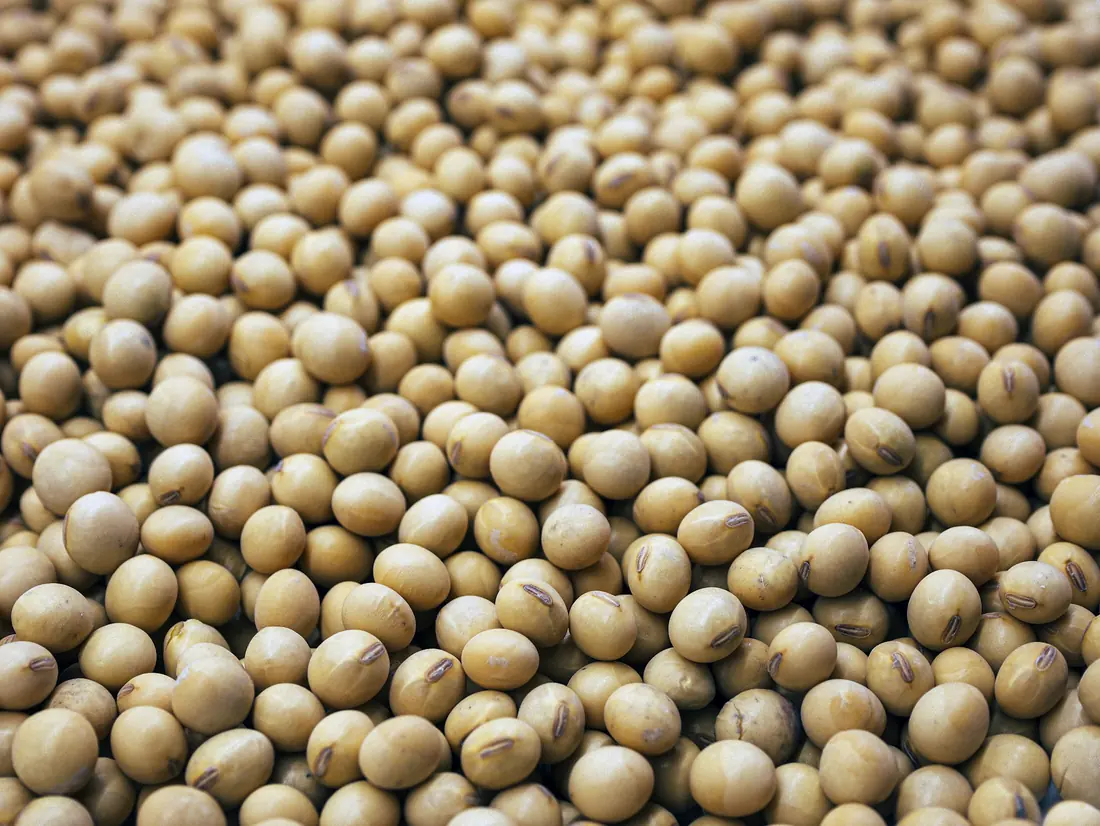 Dried soybeans in a bowl